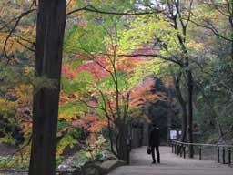 落ち着いた雰囲気の紅葉の森