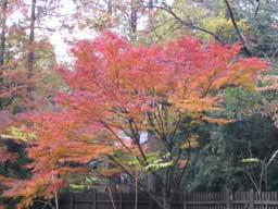 鮮やかな紅葉をみせる紅葉の木