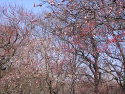 咲き始めた生田緑地の梅林